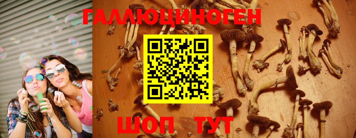 Псилоцибиновые грибы Psilocybe  Вход с VPN  Кумертау 